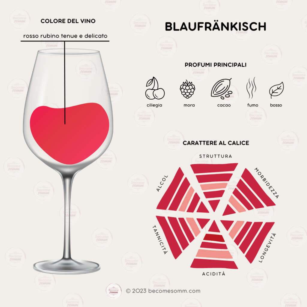 Profumi, sentori, sapori, aromas and flavours Blaufrankisch al calice