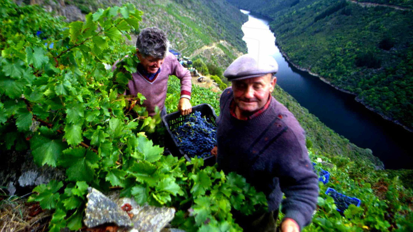 Focus sulla viticoltura eroica