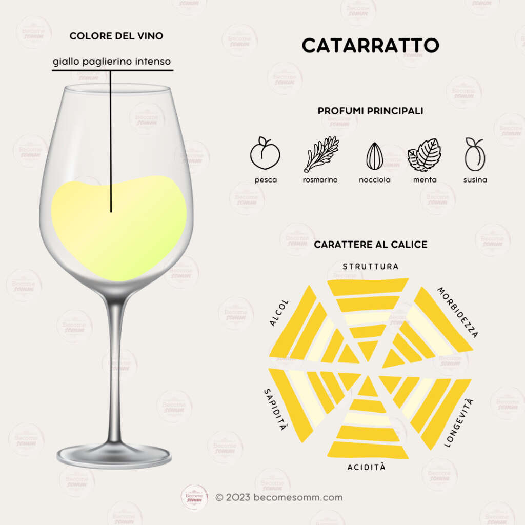 Profumi, sentori, sapori, aromas and flavours Catarratto al calice