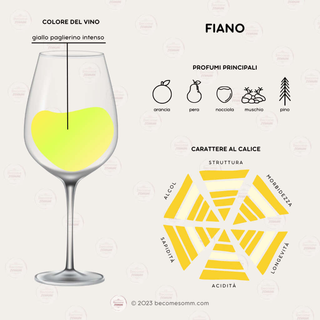 Profumi, sentori, sapori, aromas and flavours Fiano al calice
