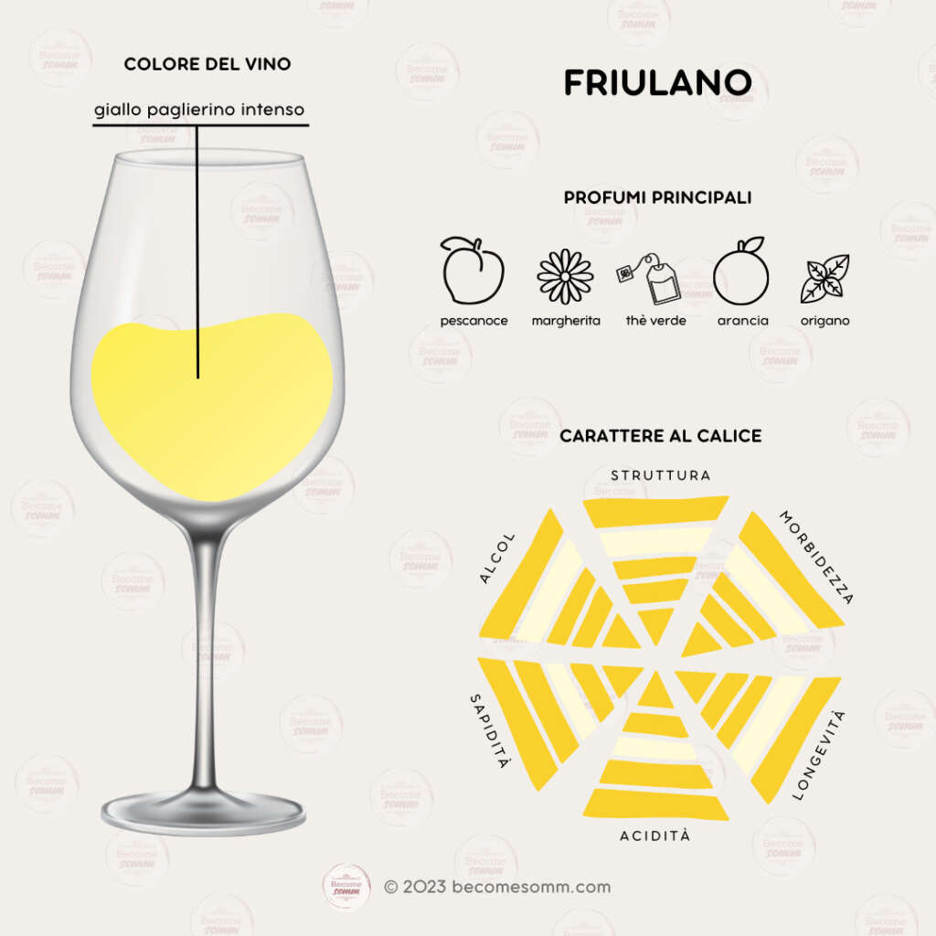 Profumi, sentori, sapori, aromas and flavours Friulano al calice