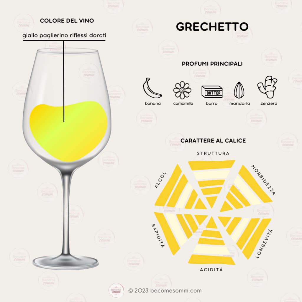 Profumi, sentori, sapori, aromas and flavours Grechetto al calice