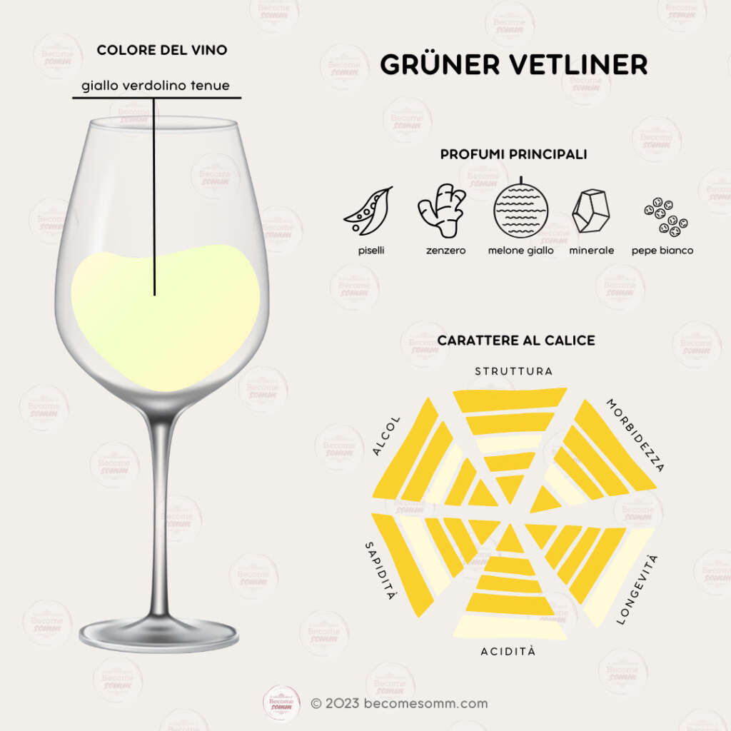 Profumi, sentori, sapori, aromas and flavours Grüner Veltliner al calice