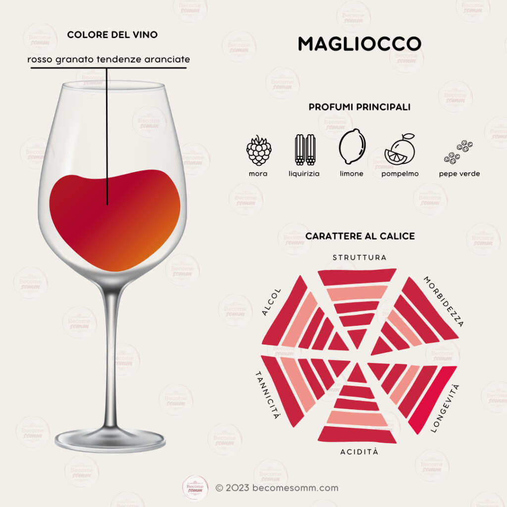 Profumi, sentori, sapori, aromas and flavours Magliocco al calice
