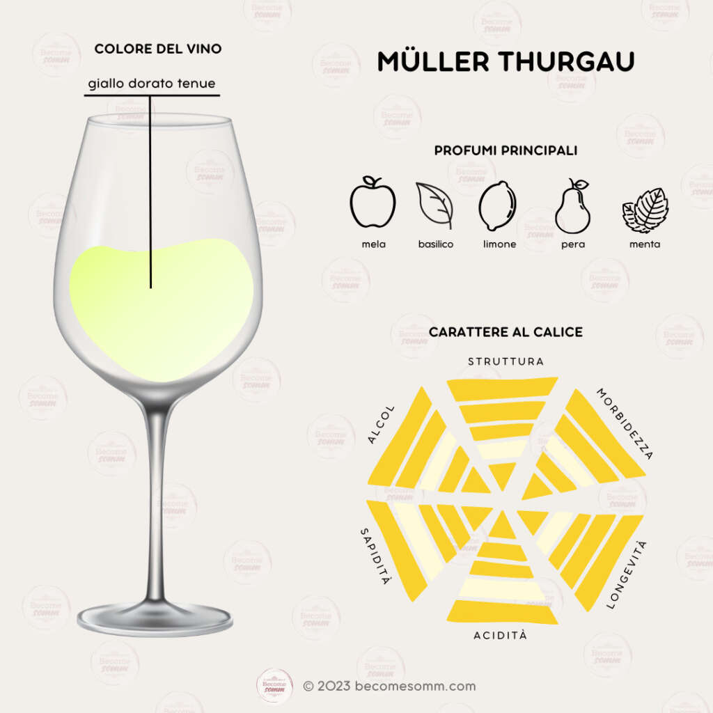 Profumi, sentori, sapori, aromas and flavours Müller Thurgau al calice