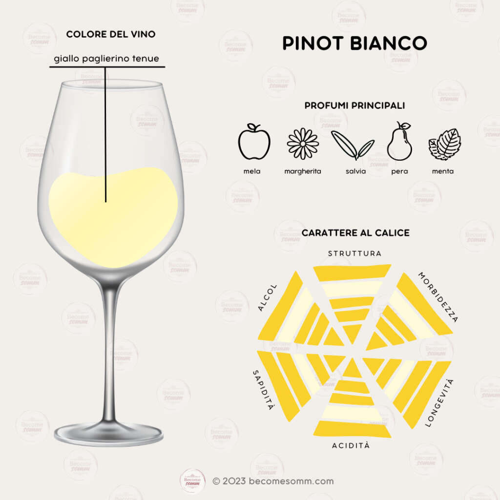 Profumi, sentori, sapori, aromas and flavours Pinot Bianco al calice