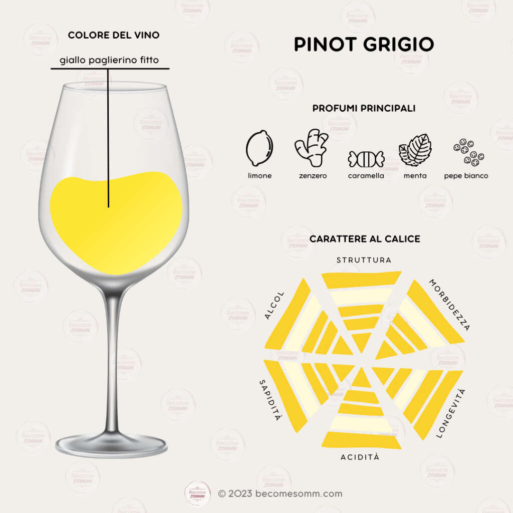 Profumi, sentori, sapori, aromas and flavours Pinot Grigio al calice