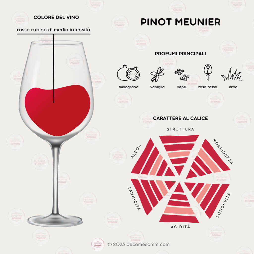 Profumi, sentori, sapori, aromas and flavours Pinot Meunier al calice