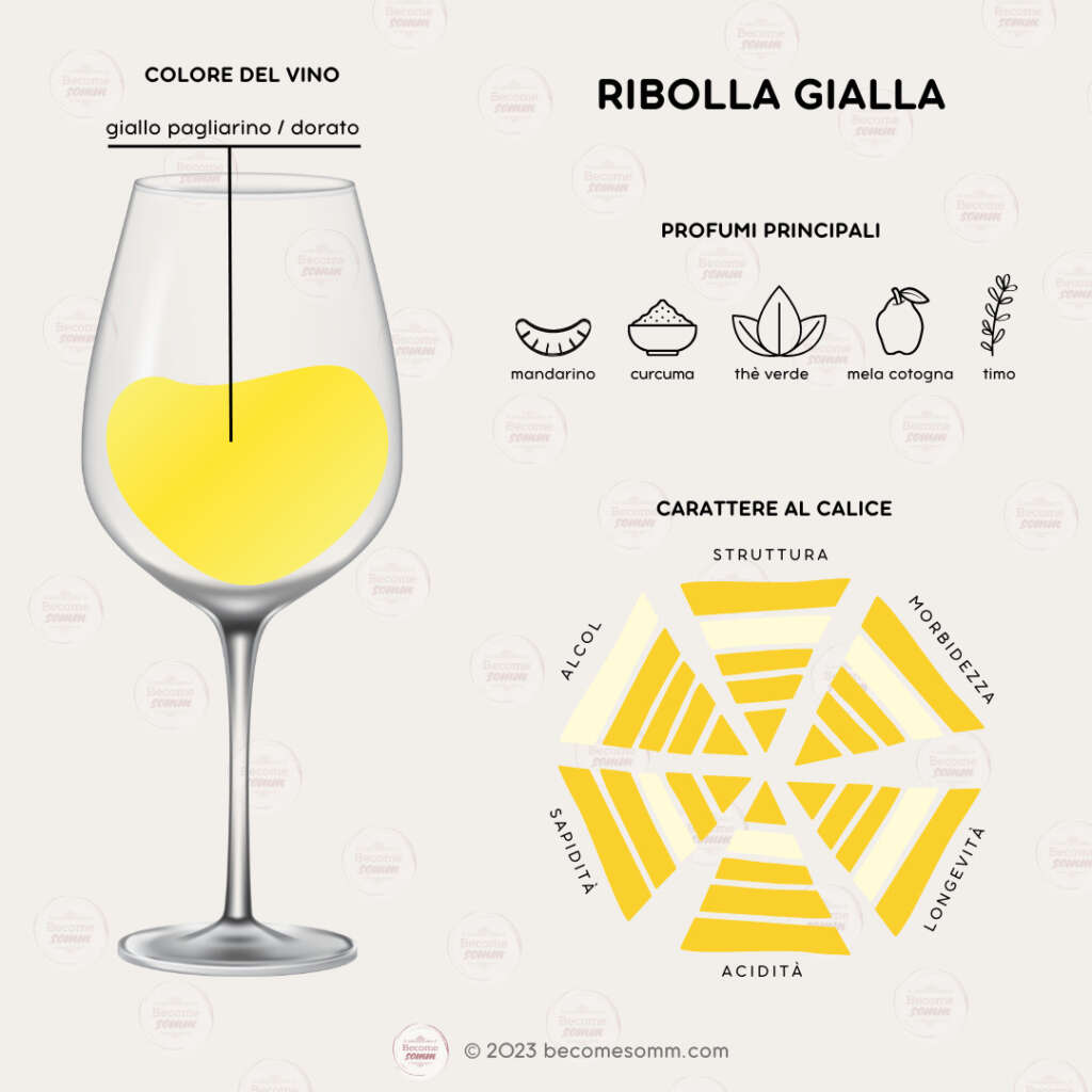 Profumi, sentori, sapori, aromas and flavours Ribolla Gialla al calice