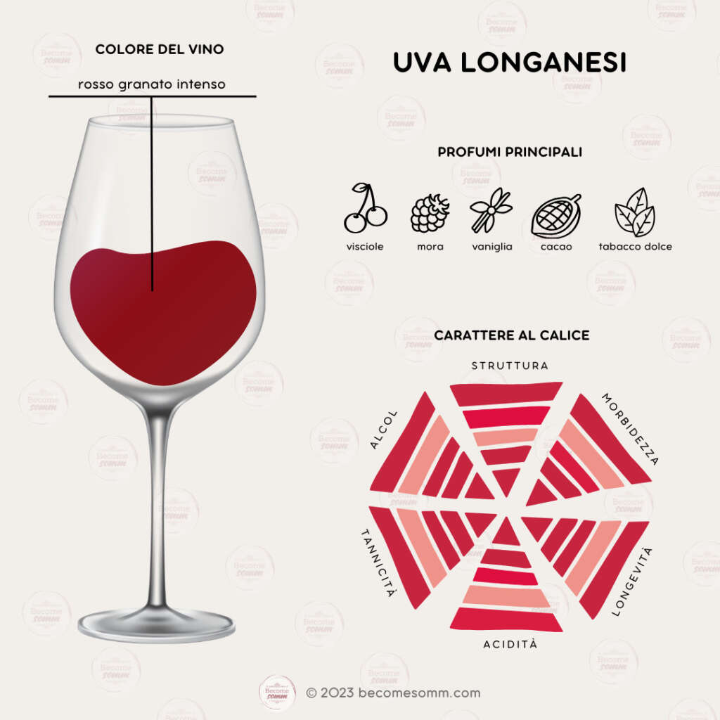 Uva vitigno wine grapes profumi flavours Uva Longanesi