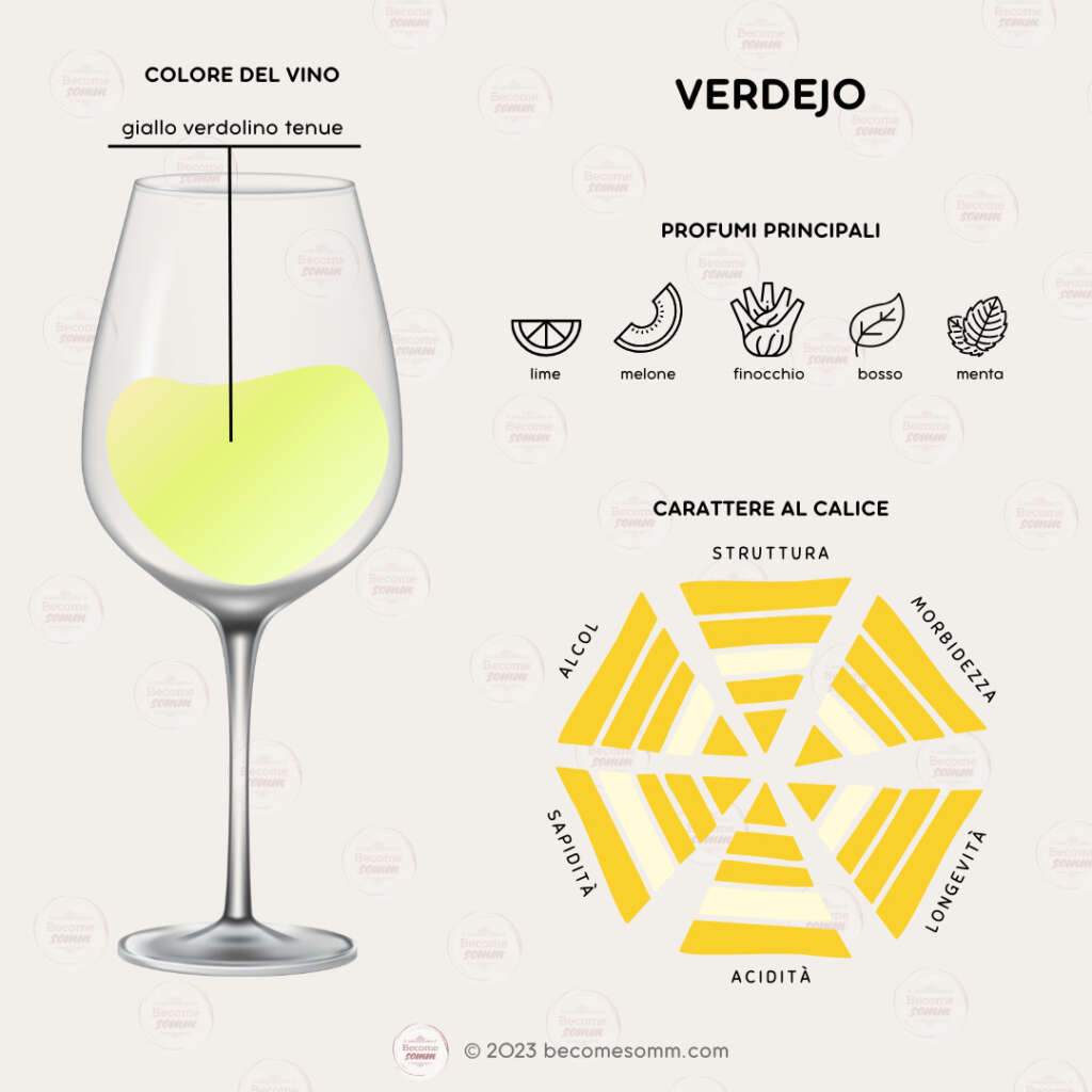 Wine Grapes Flavours profumi uva vitigno verdejo