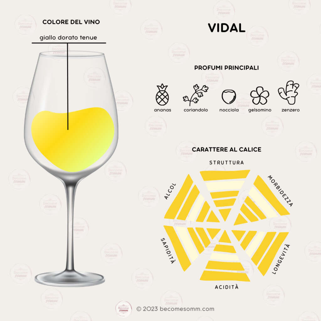 Uva vitigno Vidal Grapes Profumi Flavours