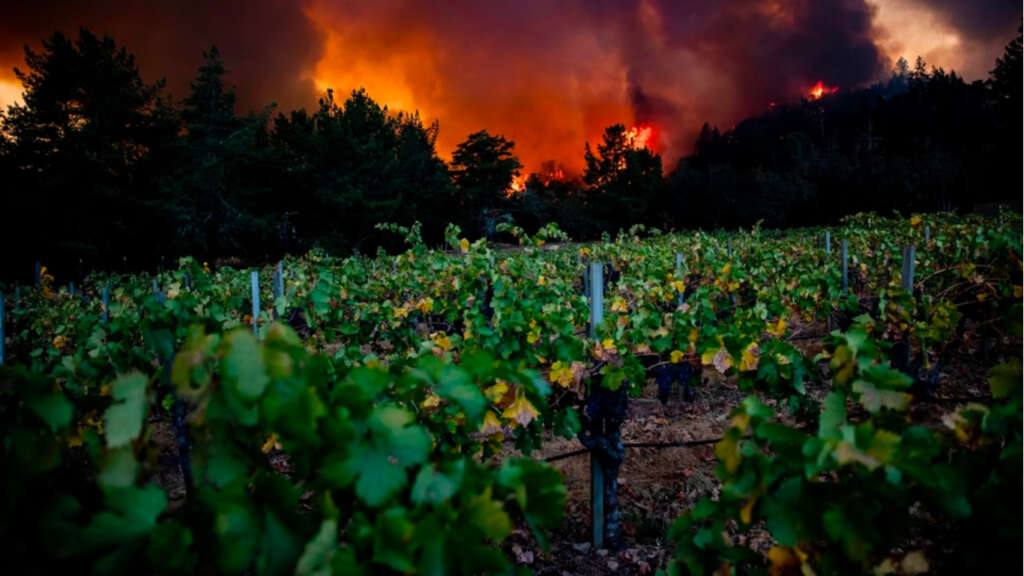 cambiamenti climatici e vino, climate change and wine